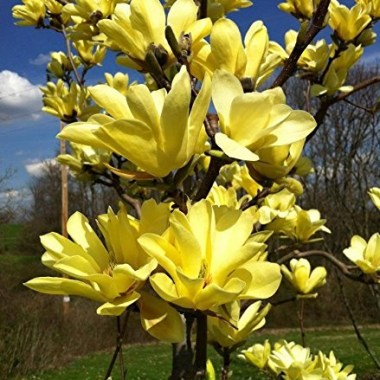 magnolia yellow bird